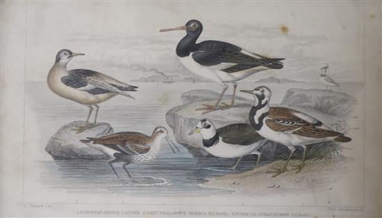 Eight assorted 19th century ornithological prints, 14 x 23cm